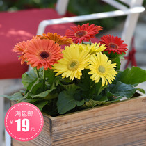 Imported gerbera seeds Four Seasons easy to plant spring sown indoor balcony potted flower garden plant seed flower seed