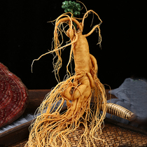 Authentic Changbai Mountain ginseng large fresh-keeping ginseng 8 years Jilin fresh ginseng White ginseng soup soak wine special garden ginseng