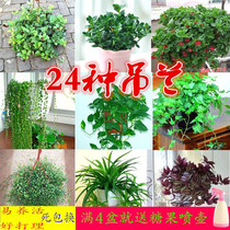 Balcony hanging green plant potted green dill lipstick peony ivy chlorophyll Air purification office plant