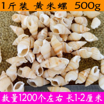 Natural conch shell yellow rice snail platform fish tank decoration creative DIY wishing bottle jewelry decoration