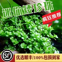 Mini short pearl water grass sloth fish tank rigging prospect easy to grow true water grass lump grass Japan climbing big pearl
