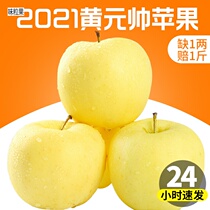 Shandong Yellow Field Marshal Apple 5 catty Bottling Should Season Fruits Fresh Powder Noodles Pinot Scraped Gold Handsome gold Handsome Golden Handsome 10
