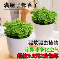 Touch fragrant potted plants edible green plants mosquito repellent refreshing fragrant succulents flowers purifying air a touch of fragrance