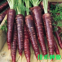 Purple and black carrot seeds carrot seeds spring and autumn vegetables small vegetables garden balcony planting seeds