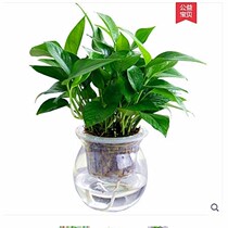 室内水培植物吊兰绿萝盆栽吸甲醇玻璃花瓶透明水养花卉花盆四季