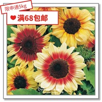 Flower edge Pickles imported flower seeds * Cut flowers sunflower * Vincent arrow infinite sunshine 3-10 grains