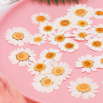 White crystal chrysanthemum daisies dried flowers red flowers plant specimens DIY EPOXY mobile phone shell childrens stickers real flower face decoration