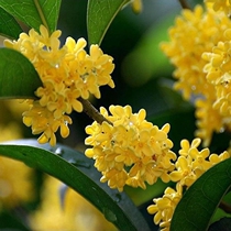 Osmanthus seedling tree seedlings grafted four seasons Gui Jin Gui Cinnabar Dan Gui Courtyard balcony potted plants blossomed that year