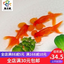 Fish city red blister goldfish live goldfish fry bubble fish cold water fish red blister fish fish live