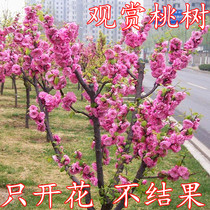 Purple-leaf peach sapling Chiba-leaf peach blossom tree garden greening potted flower grafted red-leaf Peach