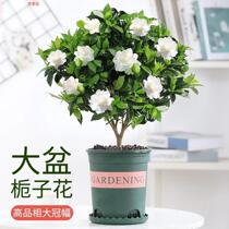 (Quality Raw Earth Shipped) Gardenia flower potted green plant with large leafy gardenia flowers small leaves to bloom in four seasons