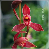 (Boutique Recommended) Lanflower Miao Jianlan Spring Lan Chun Lan Spring Sword lotus petal Lampanglan indoor green plant flowering