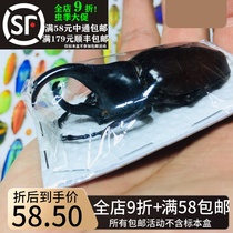 Thailand Giants Jumbo Hood specimens Xylotrupes gideon siamensis for the insect a real beetle.