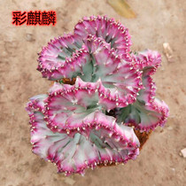 Cactus potted green flowers Jade Unicorn palms bonsai radiation-proof formaldehyde succulent plants flowers