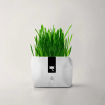 Self-made Australian soilless organic cat grass ~ cat snacks cat hair ball delicious cat grass