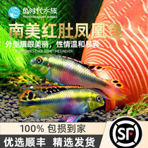 Fish era] Red belly Phoenix fish South America West African short snapper fish tropical ornamental fish Dutch red belly Phoenix fish