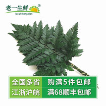 (Old one fresh) Alpine fern leaves fresh Awn leaves 10 small grass leaf Fern Hotel western food plate decoration