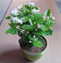 Tiger head Jasmine Jasmine potted double petal Jasmine seedling two-color Jasmine flower