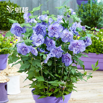 Hibiscus potted garden garden fence flower bush desert rose summer blossom blue chiffon purple skirt heat-resistant flower