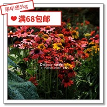 Flower edge Pickles imported flower seeds * Pan Mei * Echinacea * Love * Mixed color 5 grains