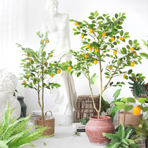 Sicilian emulation plant California lemon tree potted Nordic home floor green property Shops Clothing Shop Swing pieces