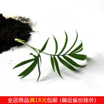 Pocket coconut hydroponic moss micro landscape ecological bottle diy background green plant mini plant potted plant