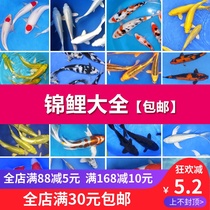 Koi Koi living purebred goldfish koi Fry Golden Dannel top koi ornamental fish Cold Wind Water Fish Koi