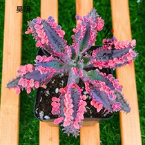 Succulents (Undead bird brocade) with small petals in summer