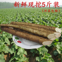 Xuzhou Yishunkang fresh burdock root 5 pounds of agricultural products are now dug fresh vegetables special Niubian tea list raw materials