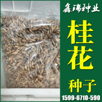 Landscaping sidewalk saplings and seeds(osmanthus tree seeds)Pine forest tree seeds