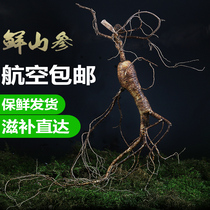 Aviation Changbai Mountain Ginseng Fresh with Soil under Forest Ginseng