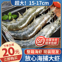 Prawns live oversized seafood frozen full box extra large base shrimp fresh sea shrimp frozen green prawns white shrimp