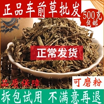 Plantain Hay Dry Goods Wild 500g Fresh Plantain Herbal Tea Herbal Medicine Shop Car Money Grass Chinese Herbal Medicine