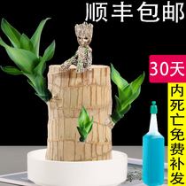 Brazilian Wood Groot water-raising lucky Wood flowering hydroponic plants indoor Brazil lucky wood with buds Four Seasons Basin