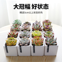 Succulents large rare varieties potted plants super large packages meat plants with pots and soil planting.