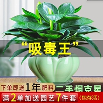  High-end bonsai desk Small potted plants suitable for living room placement in the new home store Balcony is good to raise