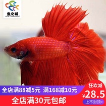Douyu fish living Red Half Moon Betta Living Half Moon Red Betta live half moon red Betta live Betta live ecological bottle view