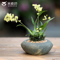 Outdoor garden gardening decoration small Flowerpot Garden layout creative potted potted potted pots on the top floor balcony made landscape ornaments