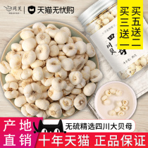 Buy 3 get 1 Sichuan Fritillaria Planting Sichuan Fritillaria powder Chinese herbal medicine Pingbei 50 non 500g special wild