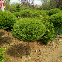 Small Leaf Female Virginity Styling Tree Spherical Tree Courtyard Villa Greenery Plant Cell Greening Miao Wood