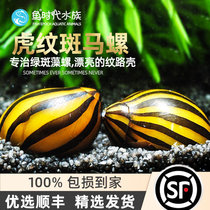 Zebra Snail Fish Tank Ornamental Pet Removal Algae Snail Watermelon Snail Living Straw Cylinder Soda Tiger Tattooed Snail Straw Cylinder Tool Snail