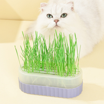 Manxi is planting cat grass box together pet seeds hydroponic potted into young cat spit hair ball lazy cat grass box