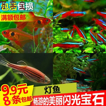 Lamp fish Live traffic light fish Collection Zebrafish Small tropical freshwater fish Ornamental golden silk cold water fish