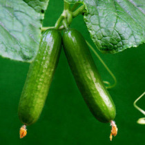 Fruit Cucumber Seeds Mini Cucumber Seeds Eat Balcony Spring Seasons Sow Potted Garden Vegetables