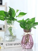 Creative glass vase transparent color green Luo Guanyin bamboo plant hydroponic vase Hyacinth