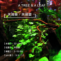 Fish age] Tianhu wilting Water Grass fish tank Tianhu Qianghu Sunflower Money Water Grass Fish Tank Prospect Grass