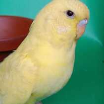 National blood big head two pack risk (farm direct sales)