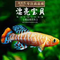 Beautiful Baby Meydaka Beautiful Baby Fish Gonzi Round Tail Medaka Koyu Tropical Ornamental Fish Freshwater Small Fish Living