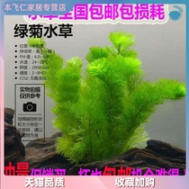 Aquatic landscape fish tank decoration aquatic grass tank living green chrysanthemum Jade bamboo Apple freshwater plants