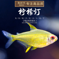 Fish age] Lemon Light Water Grass Cylinder Group Tours Effect Good South America Small Light Fish Yellow Tropical Ornamental Living Fish